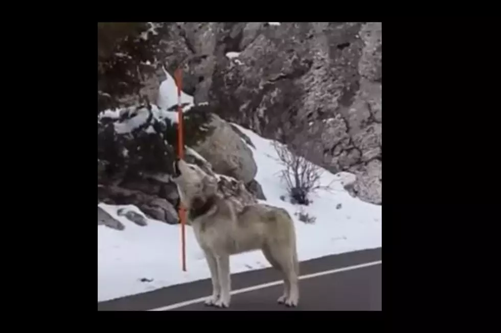 Watch: Yellowstone Park Wolf Howls In Roadway As Snow Falls