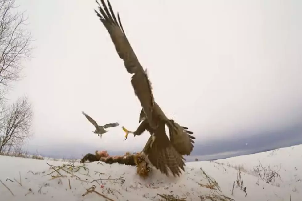 Delivery Driver Reports Unfamiliar, Massive South Idaho Bird