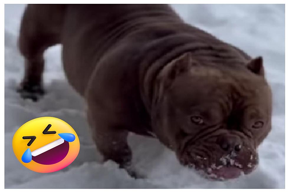 WATCH: Idaho Bully ‘Scooby’ Prefers Snowball Snacks Over Boxed