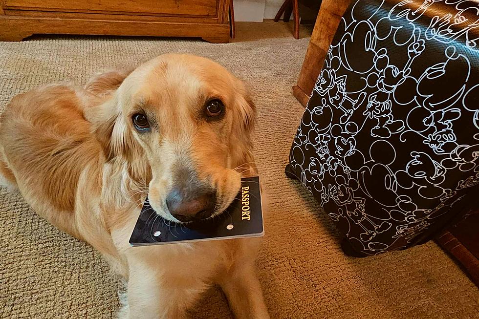 Dog Chews Up Canadian Owner’s Passport Day Of Caribbean Vacation