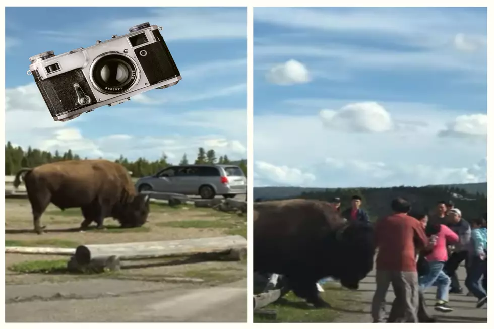 WATCH: Burly Bison Nearly Stomps Group Of Yellowstone Tourons