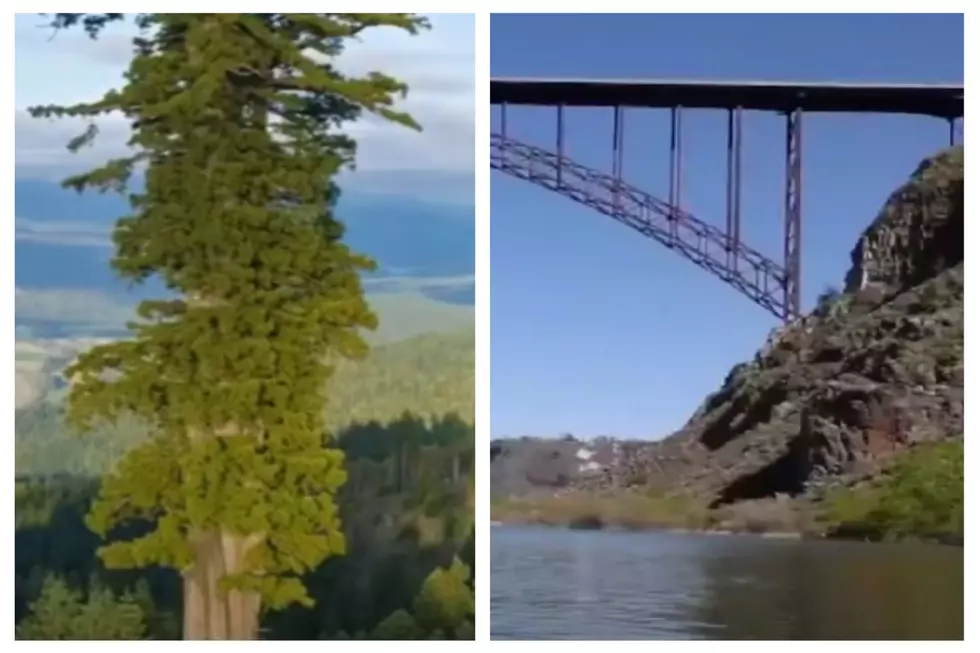 World’s Tallest Tree In CA Nearly Rivals Idaho’s Perrine Bridge