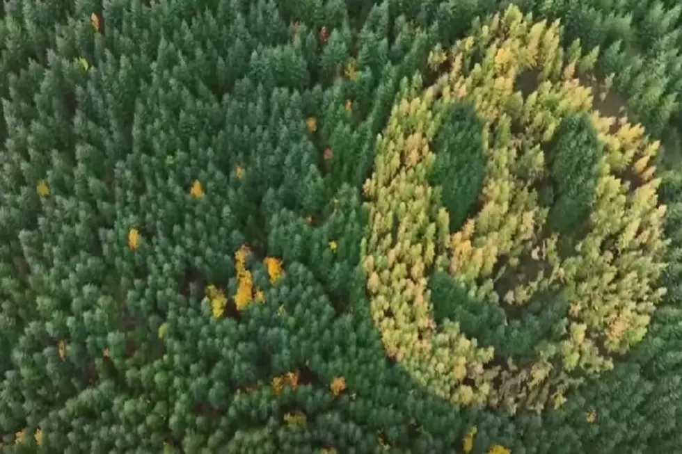 Oregon Lumber Company Planted Trees In Shape Of Smiley Face