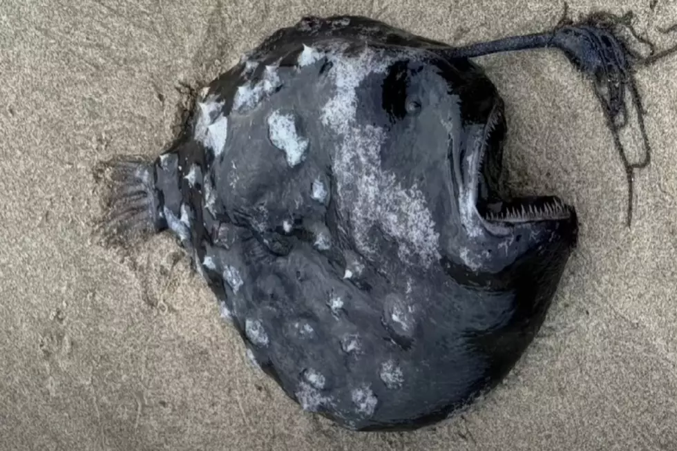 Rarely Seen Glowing Fish Washes Up On Famous Oregon Beach
