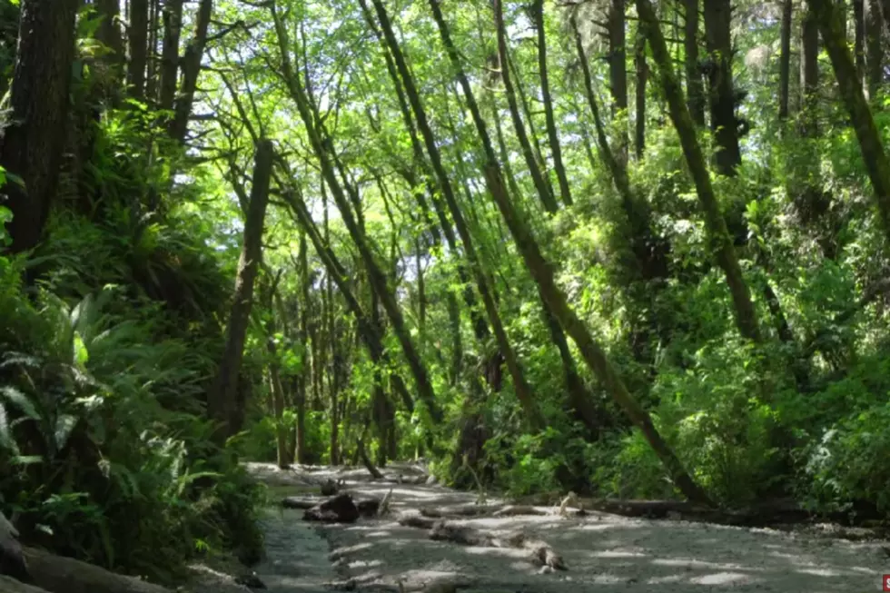 Visit Lush CA Coastal Trails Seen In Jurassic Park, Star Wars