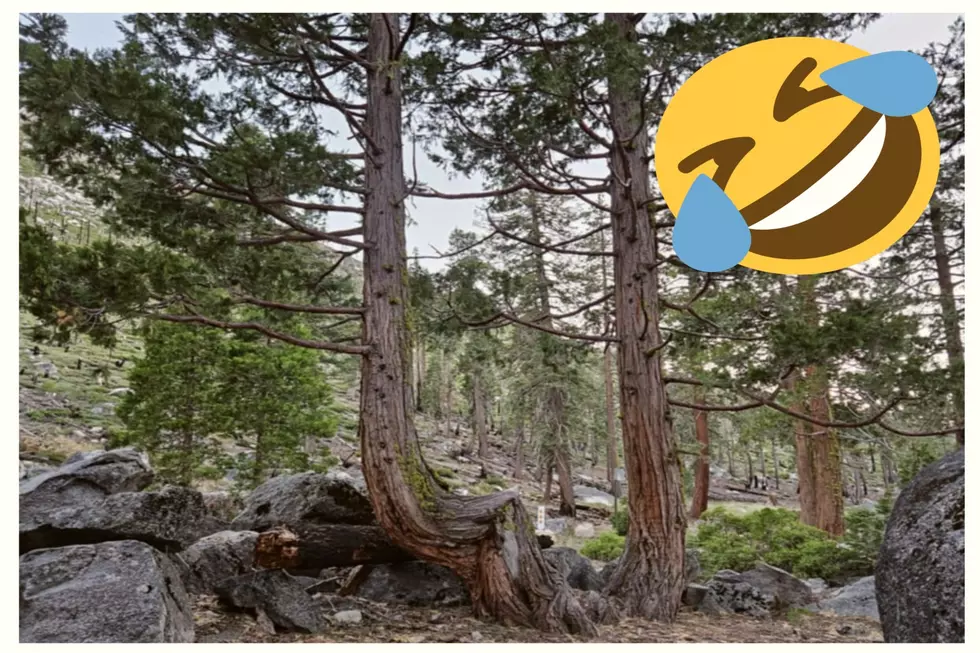 You’ll Pass A Twerking Pine Tree When Walking CA Campground