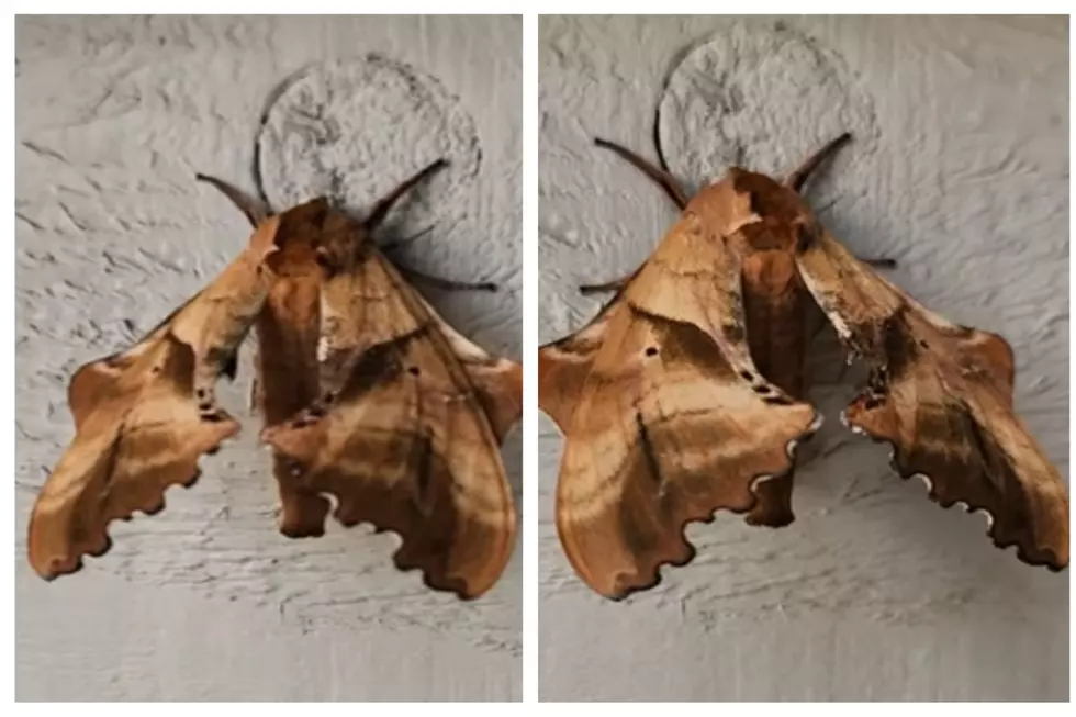 Moth With 4 Inch Wingspan Known To Divebomb Idaho Campers