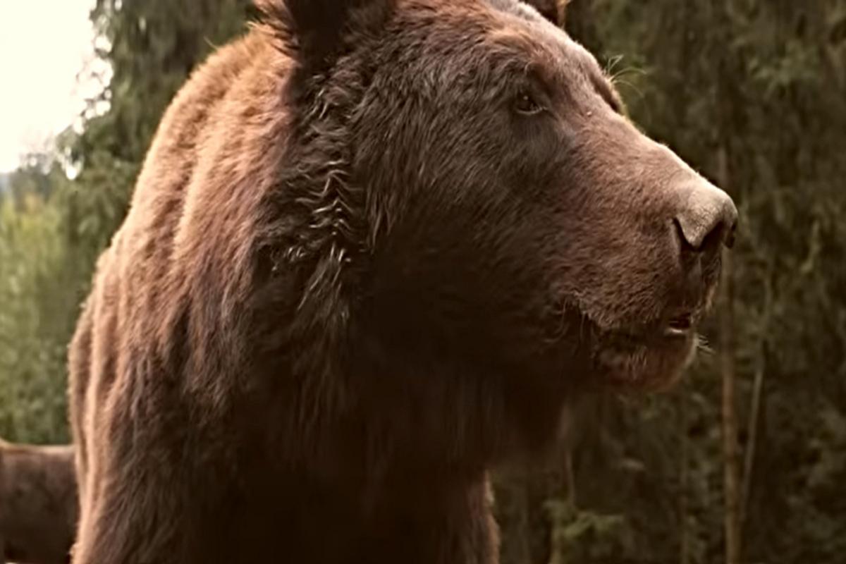 East Idaho Hunter Shoots Charging Grizzly In Self-Defense