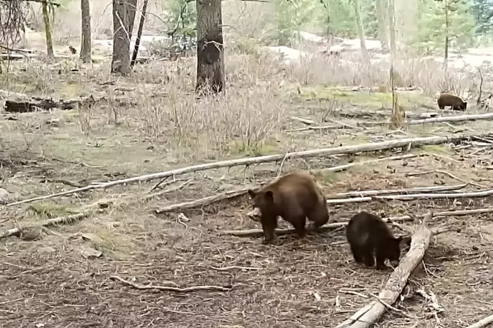 Idaho trail camera footage from 2025&nbsp; &nbsp; &nbsp;Credit: YouTube
