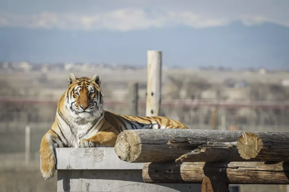 PHOTOS: See How Tiger King Joe Exotic’s Cats Now Live in Colorado