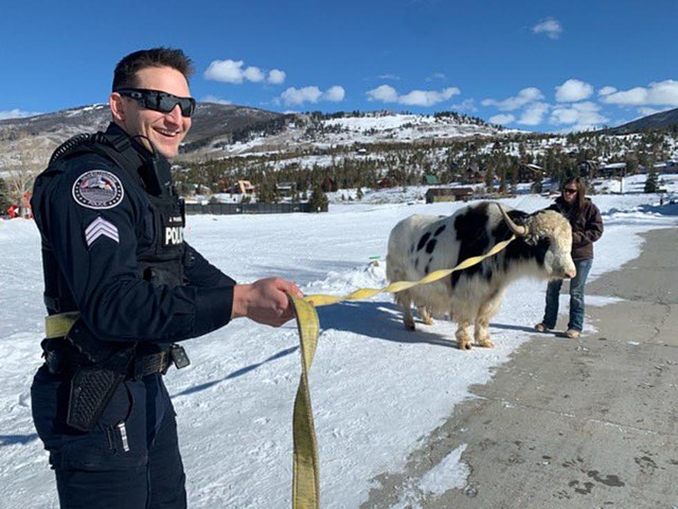 Yak on the Run: Silverthorne Police Department Rescues Rogue Yak