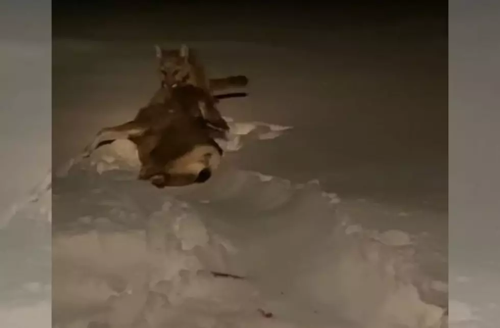 VIDEO: Mountain Lion Attacks, Kills Deer Near Colorado Home
