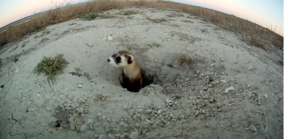 First-Ever Cloned Black-Footed Ferret is from Northern Colorado