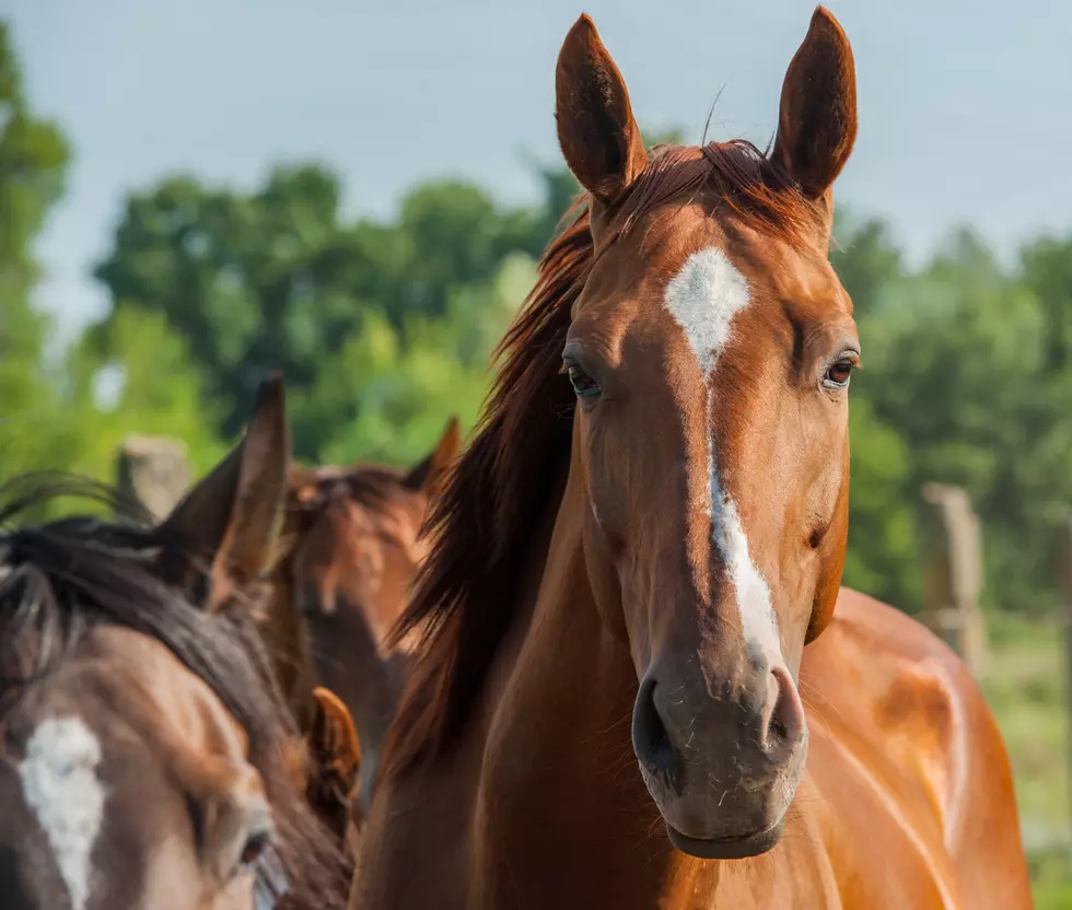 Colorado Man Caught On Camera Having Intercourse…With A Horse