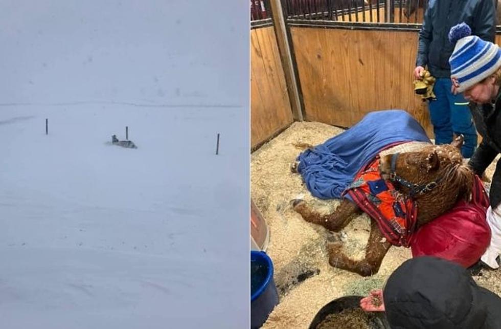 Castle Rock Dads Band Together to Save Horse Stranded in Snow