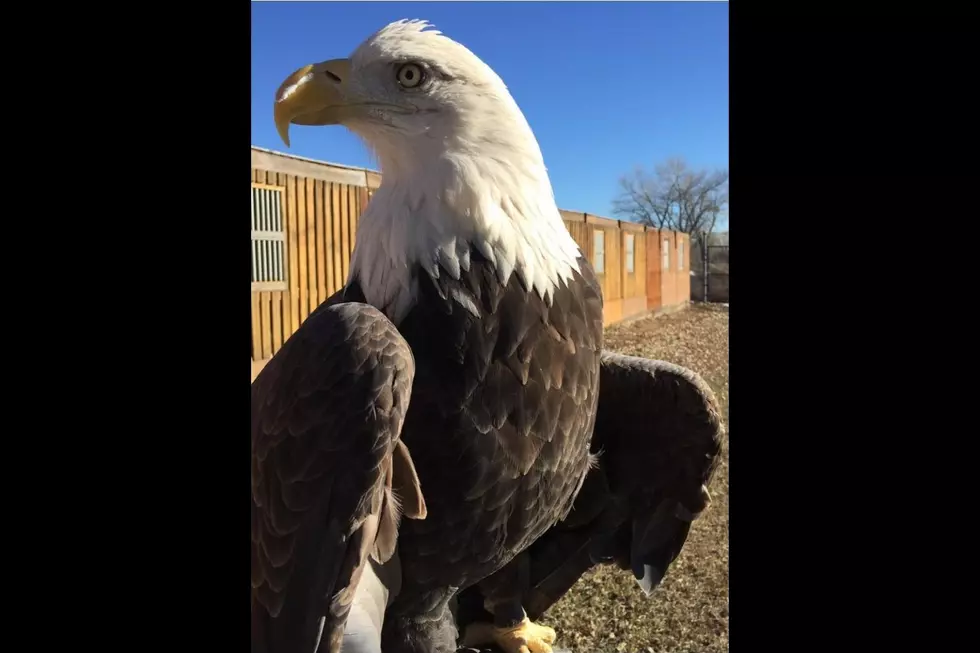 Rocky Mountain Raptor Program Mourns Loss of Beloved Bald Eagle