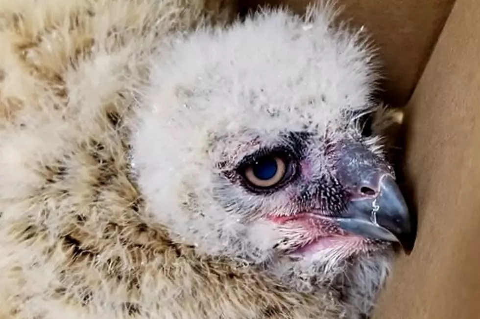 CPW Rescues Owlets Again Following Second Fall from Nest