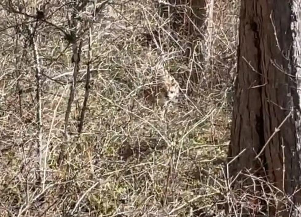 WATCH: Mountain Lions Stumble Upon, Stare Down Colorado Turkey Hunters