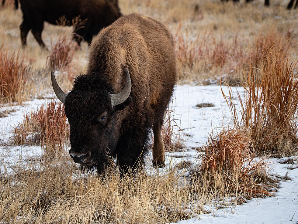 City of Denver Donates 14 Bison to Tribal Nations