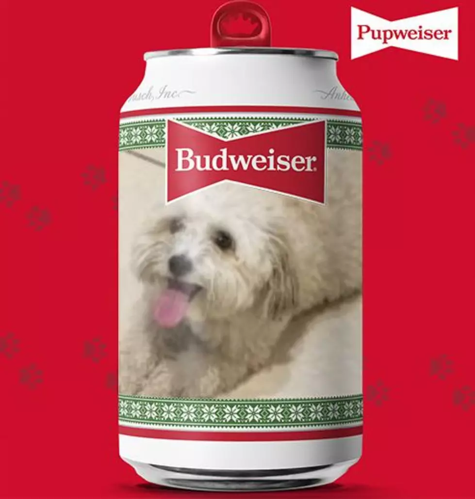 Chip, my 9-year-old Havanese. Courtesy of Budweiser/TSM.