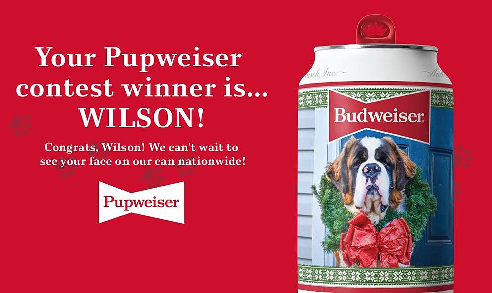 Colorado Saint Bernard to Grace Budweiser’s Holiday Cans