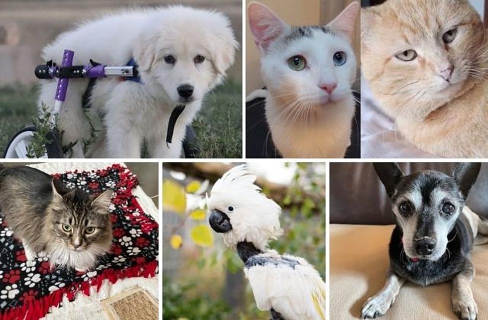 5 Colorado Special Needs Pets That Need Your Love This Summer