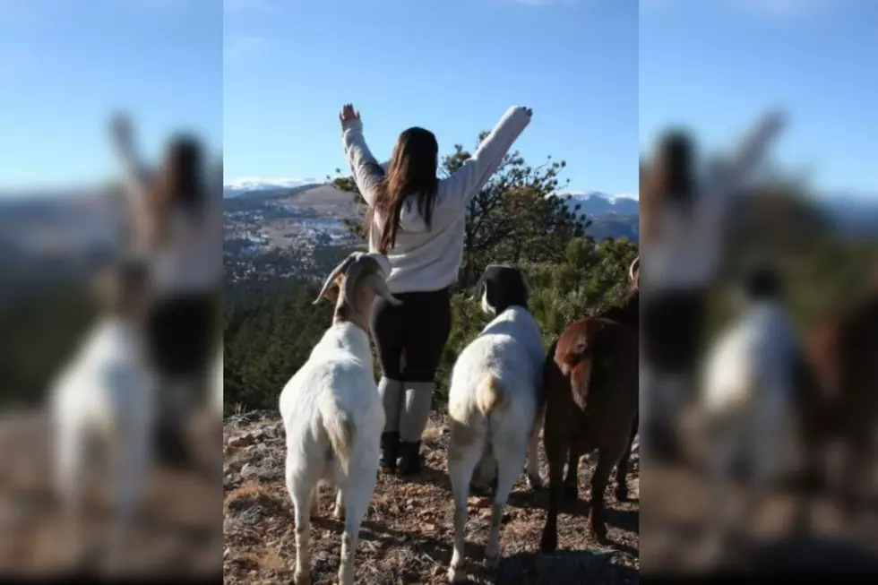 Take a Hike with Goats Along the Gold Miners&#8217; Trail Near Boulder