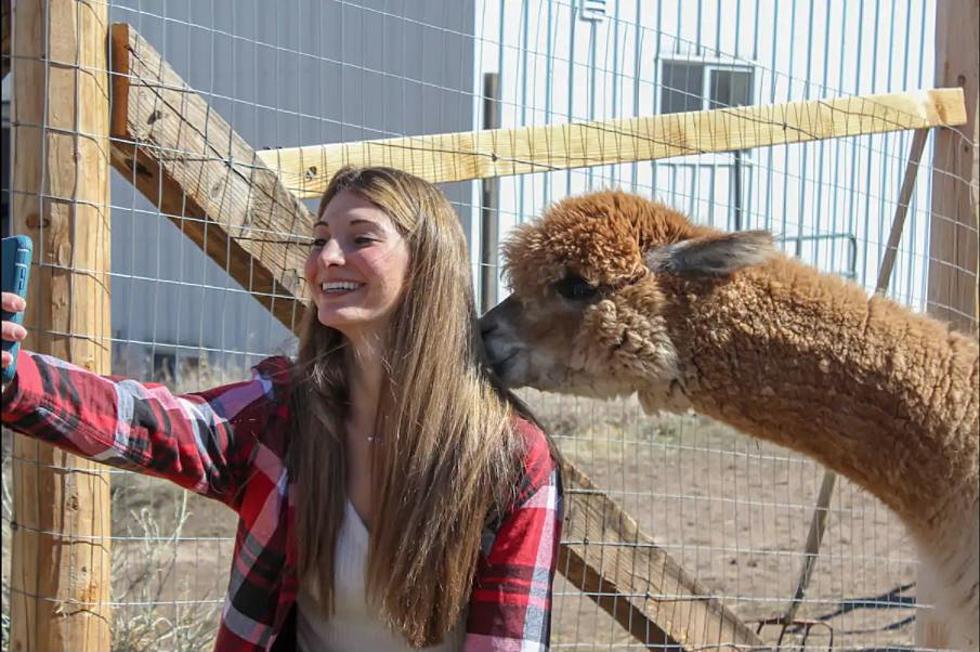 Hang Out at a Denver Alpaca Farm This Weekend