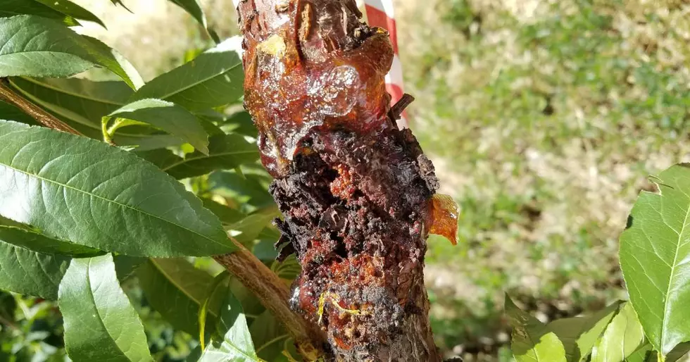 Colorado State University Working to Fight Peach Tree-Killing Pathogen