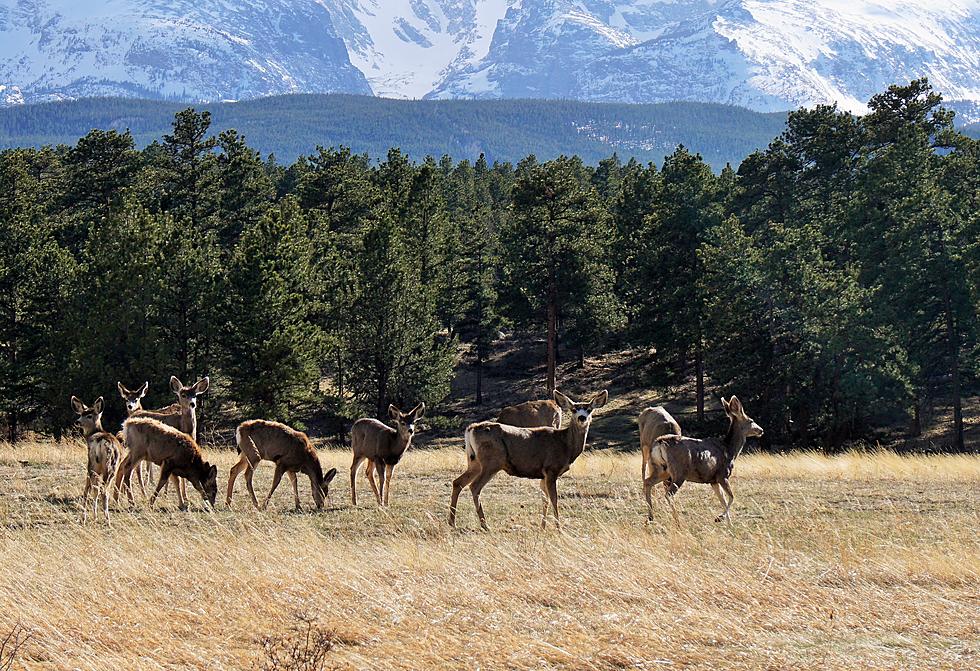 What the Heck is Hanging Deer Legs on Branches in Colorado?