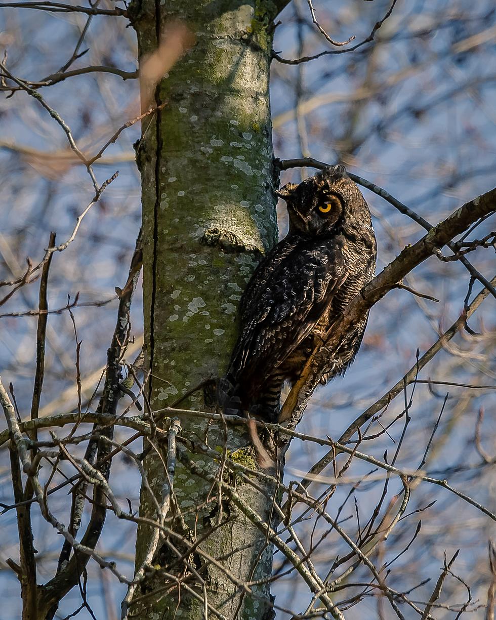 Owl Released Back into Wild after Being Hit Twice by Cars