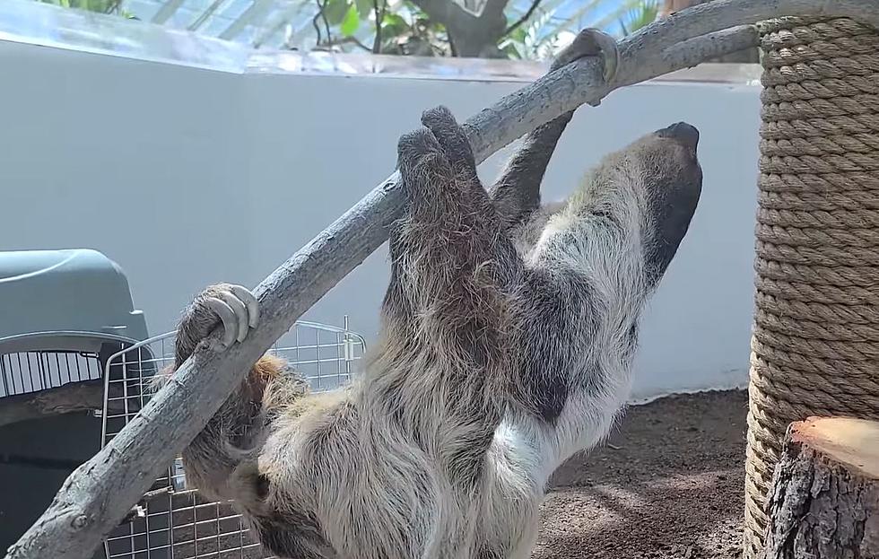 Denver Zoo Sloths on Display for First Time Since 2018