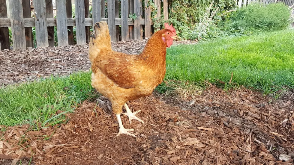 Check out the Chicken Olympics at the Farmers’ Market this Year