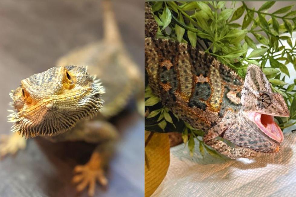 5 Northern Colorado Reptiles in Need of Adoption