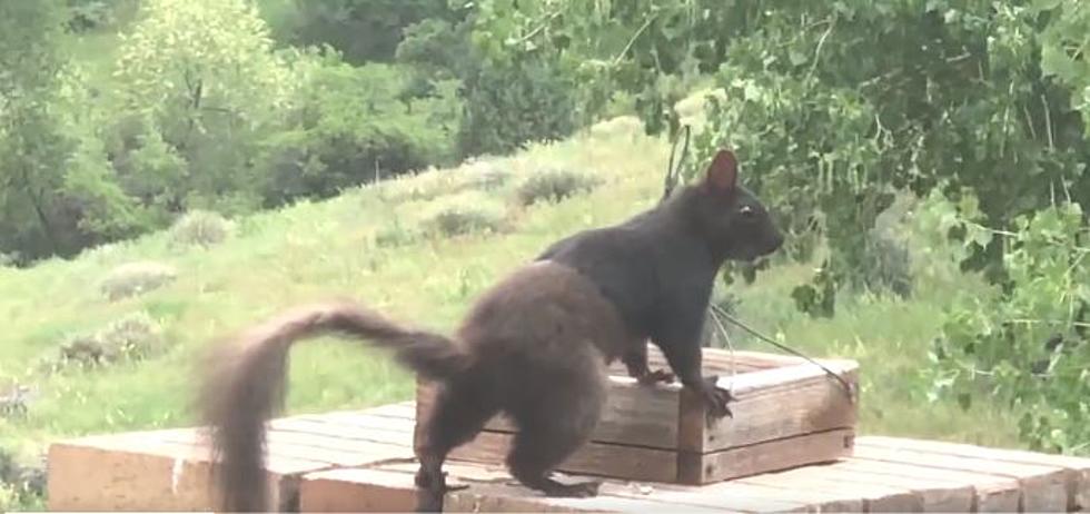 Rare Two-Colored Squirrel Spotted in Colorado