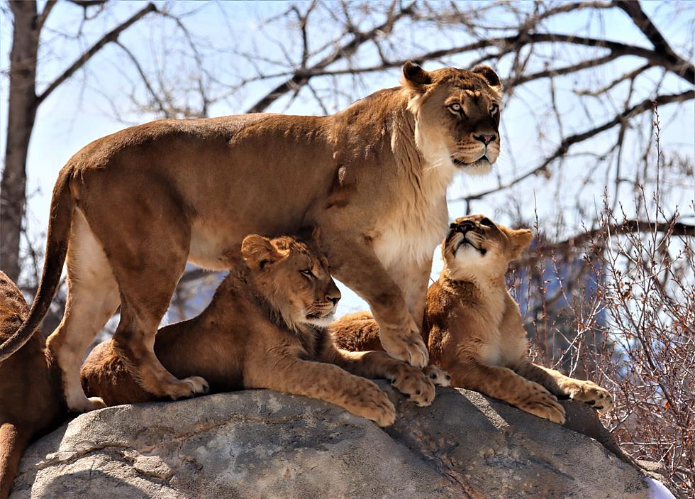 Denver Zoo Animals Will Get Their COVID-19 Vaccines Next Week