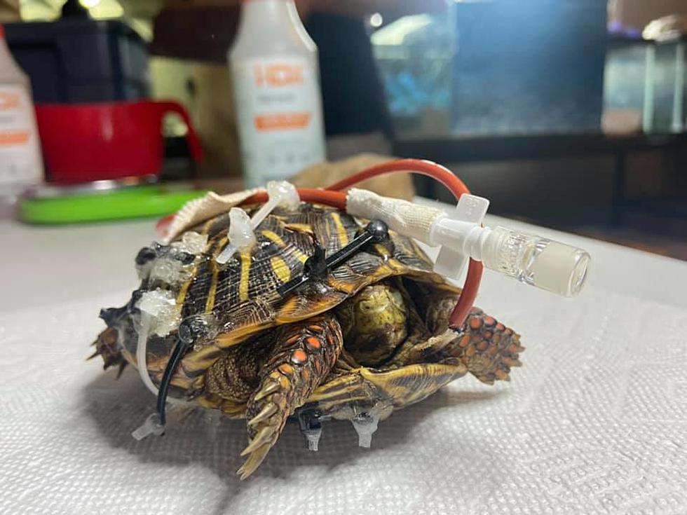 Colorado Box Turtle Hit by Car Making Slow but Steady Recovery