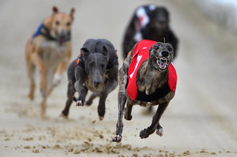 Authorities Investigating Weld County Greyhound Breeders for Animal Cruelty