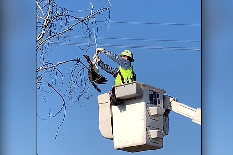 City of Fort Collins Utilities Crew, CPW Help Rescue Tangled Osprey [WATCH]