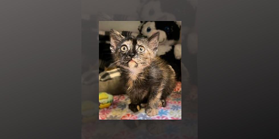 Weld County Kitten Rescued With Vegetable Oil Has A Fairytale Ending