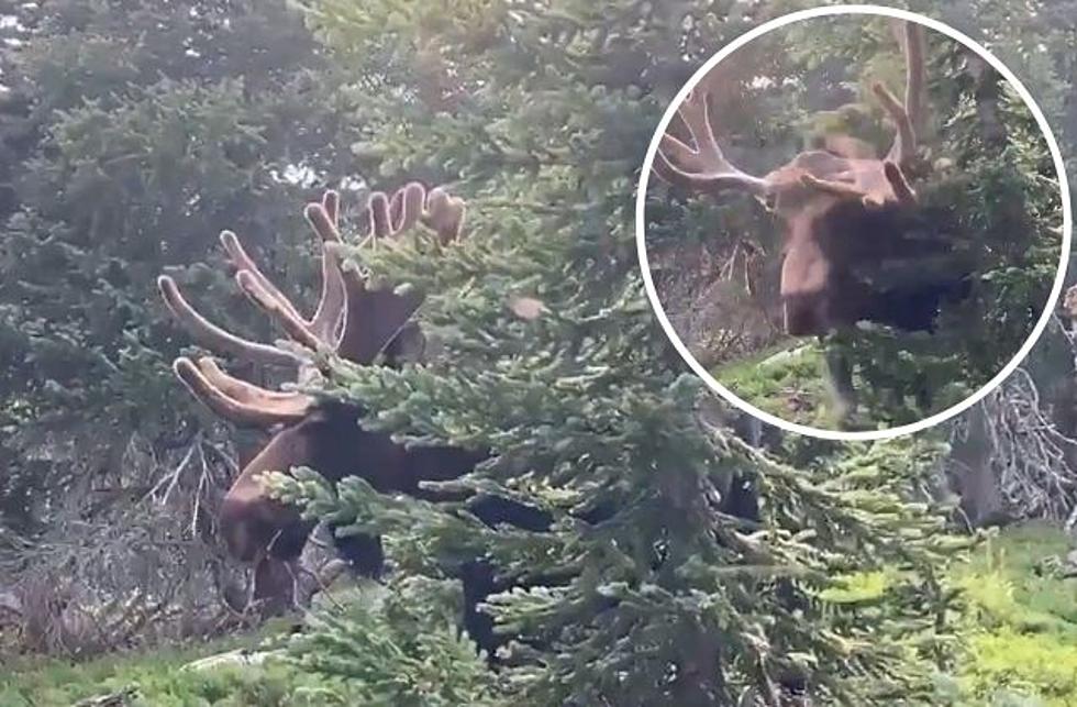 Too Close: Bull Moose Charges During Scary Incident in Clear Creek County