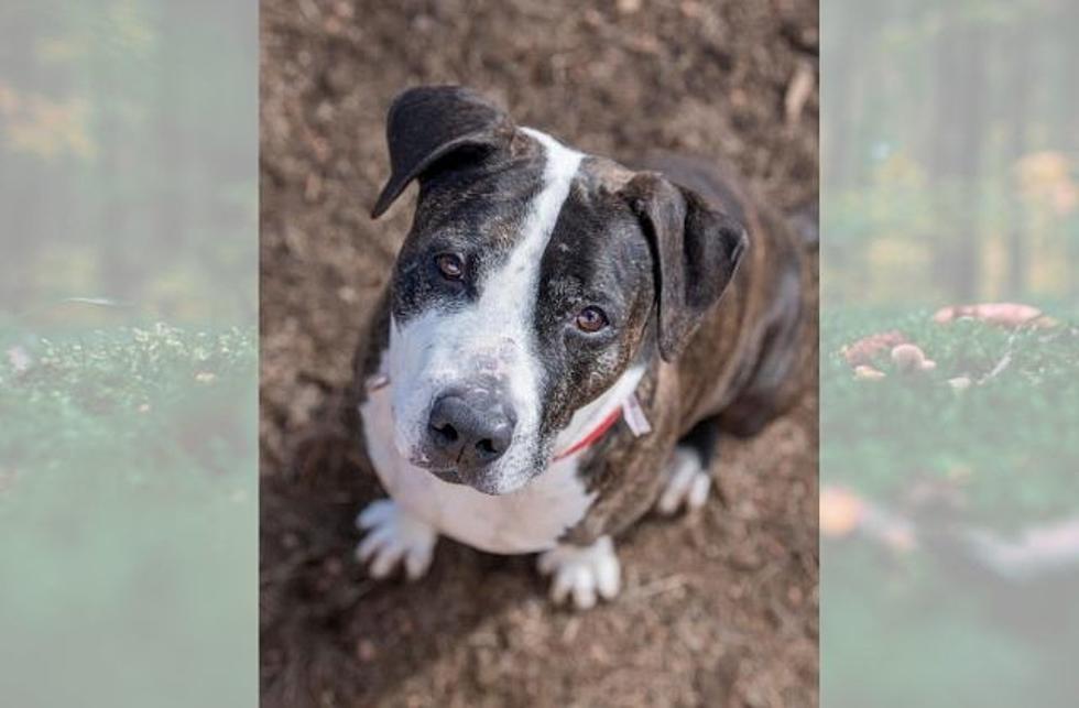 Viral Senior Dog Page Has Adorable Denver Dog Up for Adoption