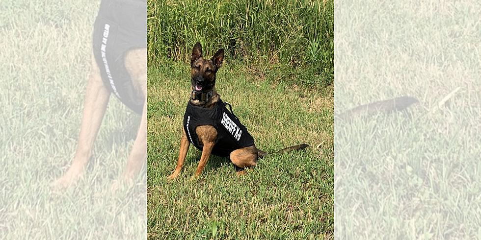 Protected K9s: Boulder County K9 Receives Protective Vest Donation