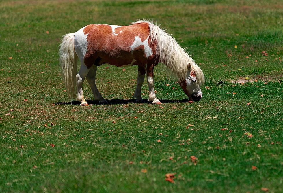 Rent a Room at this Scenic Mini Horse Farm in Colorado