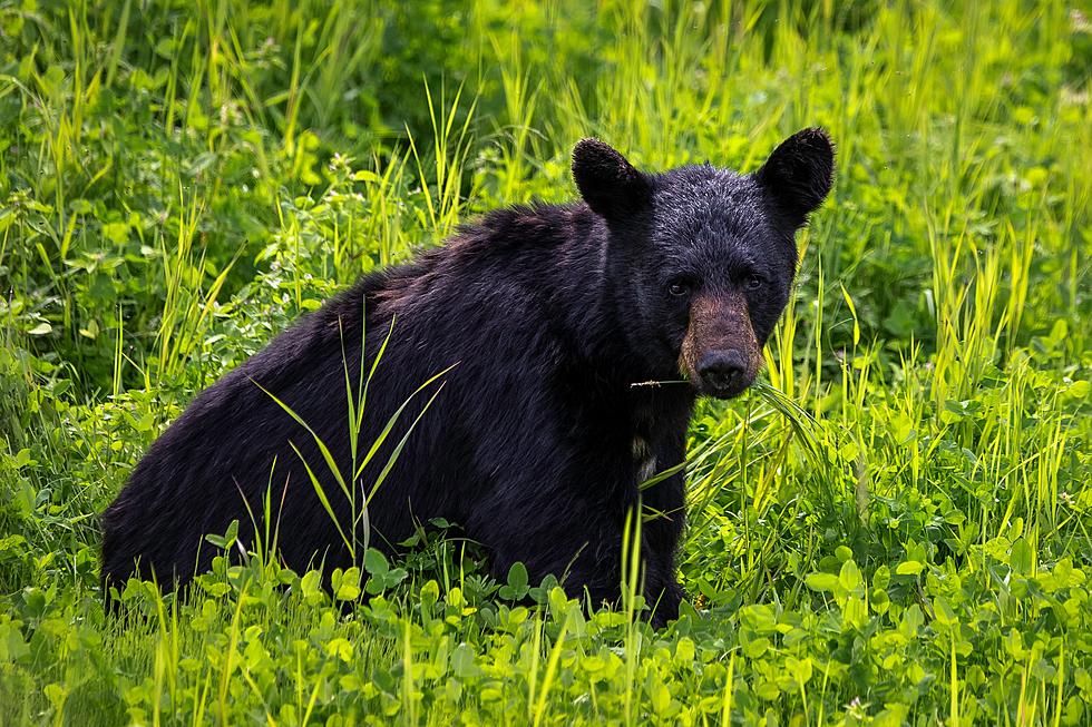 CPW Anticipates an Increase in Bear Activity as Fall Gets Closer
