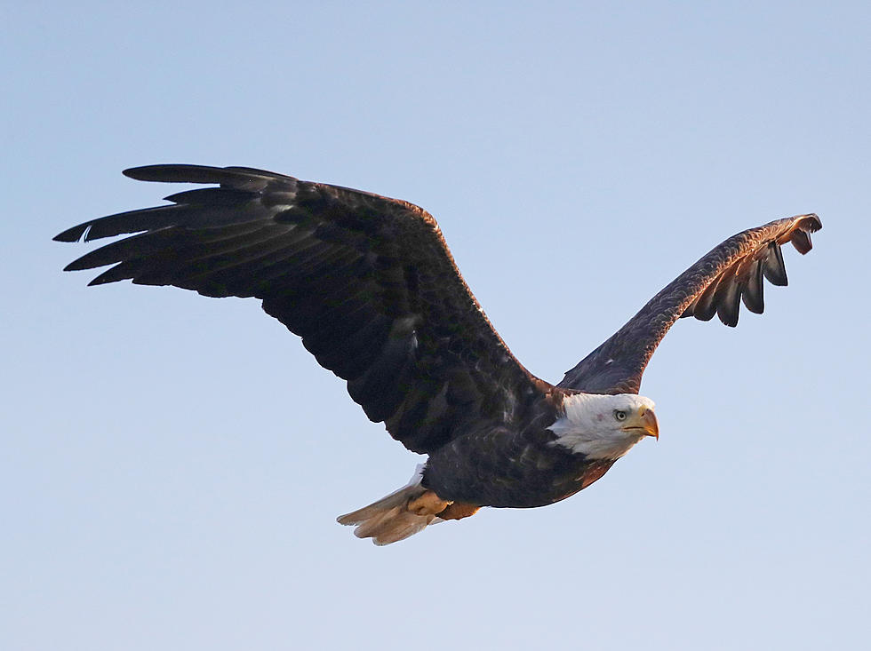 Three Bald Eagle Nest Structures Installed at Colroado Lake