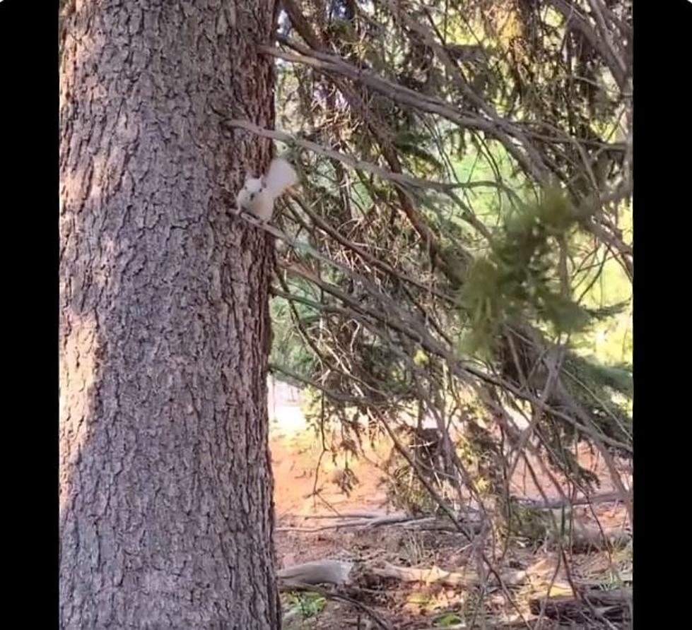 Colorado Parks and Wildlife Shares Video of Rare Leucistic Squirrel Sighting