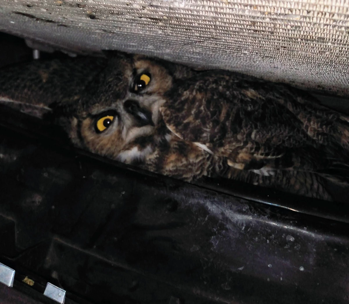 Owl Rescued After Accidental Car Ride from Denver to Ft. Collins