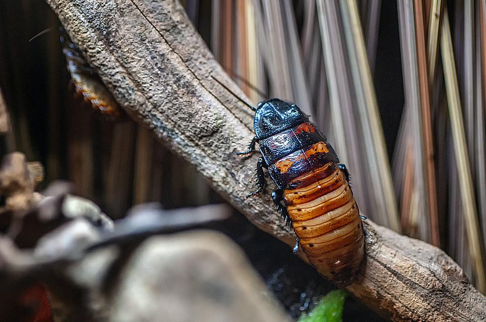 Colorado Is a Good State to Live in if You Hate Cockroaches