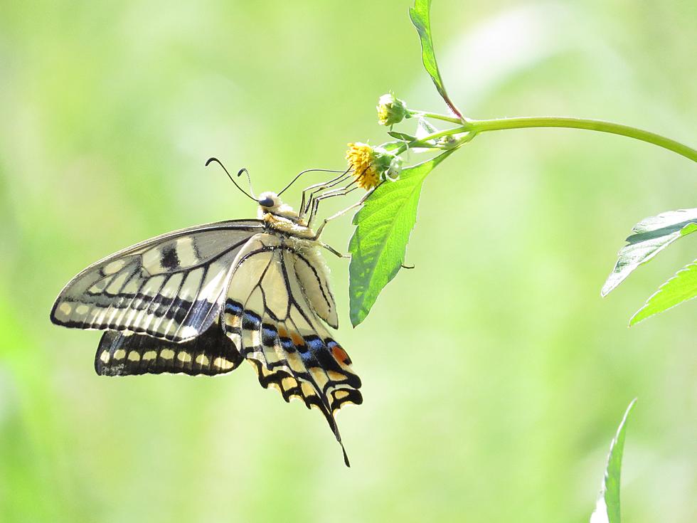 These are Some of the Most Common Butterflies in Colorado